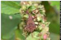 Coreus marginatus